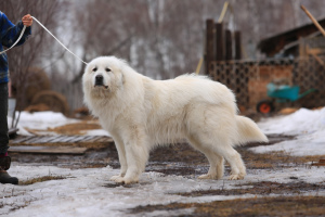 Foto №2 zu Ankündigung № 3893 zu verkaufen chien de montagne des pyrénées - einkaufen Russische Föderation quotient 	ankündigung