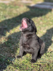 Zusätzliche Fotos: Labradorwelpen (Mischling)