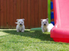 Foto №1. west highland white terrier - zum Verkauf in der Stadt Vilnius | 350€ | Ankündigung № 36074