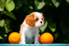 Foto №3. Süße Cavalier King Charles Spaniel Welpen. Deutschland