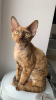 Foto №2 zu Ankündigung № 82796 zu verkaufen devon rex - einkaufen Weißrussland vom kindergarten, züchter