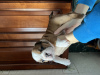Zusätzliche Fotos: Englische Bulldoggenwelpen zu verkaufen