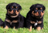 Foto №1. rottweiler - zum Verkauf in der Stadt Getafe | verhandelt | Ankündigung № 176549