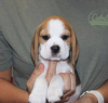 Foto №3. Entzückende Beagle-Welpen zu verkaufen.. Deutschland