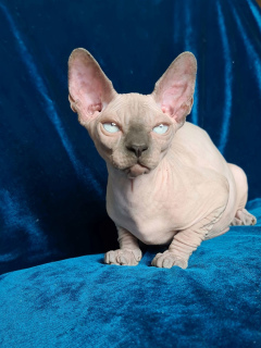 Foto №1. sphynx cat - zum Verkauf in der Stadt Dnipro | 798€ | Ankündigung № 7129