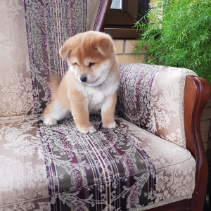 Foto №3. Shiba Inu!. Russische Föderation