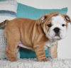 Foto №2 zu Ankündigung № 95704 zu verkaufen englische bulldogge - einkaufen Deutschland quotient 	ankündigung