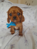 Foto №2 zu Ankündigung № 100363 zu verkaufen cavalier king charles spaniel - einkaufen USA züchter