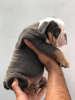 Foto №2 zu Ankündigung № 121104 zu verkaufen englische bulldogge - einkaufen Finnland quotient 	ankündigung, züchter