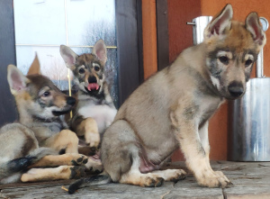 Foto №1. tschechoslowakischer wolfhund - zum Verkauf in der Stadt Tula | verhandelt | Ankündigung № 4556