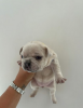 Foto №1. französische bulldogge - zum Verkauf in der Stadt Cape May | 426€ | Ankündigung № 108852