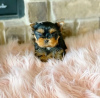 Foto №2 zu Ankündigung № 114203 zu verkaufen yorkshire terrier - einkaufen Finnland quotient 	ankündigung, züchter