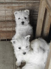 Foto №2 zu Ankündigung № 81874 zu verkaufen west highland white terrier - einkaufen Serbien züchter