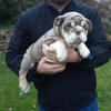 Foto №3. Süße geimpfte englische Bulldogge jetzt erhältlich. Deutschland