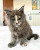 Foto №2 zu Ankündigung № 103247 zu verkaufen maine-coon-katze - einkaufen USA züchter