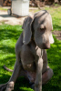 Foto №4. Ich werde verkaufen weimaraner in der Stadt Anapa. quotient 	ankündigung, vom kindergarten - preis - 616€