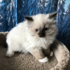 Foto №1. ragdoll-katze - zum Verkauf in der Stadt Reykjavík | Frei | Ankündigung № 57211