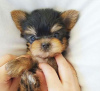 Foto №2 zu Ankündigung № 95717 zu verkaufen yorkshire terrier - einkaufen Deutschland quotient 	ankündigung