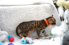 Zusätzliche Fotos: Geimpfte Bengalkatzen-Kätzchen stehen zum Verkauf