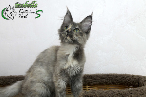 Foto №2 zu Ankündigung № 7157 zu verkaufen maine-coon-katze - einkaufen Russische Föderation quotient 	ankündigung, vom kindergarten, züchter