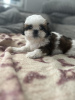 Foto №1. shih tzu - zum Verkauf in der Stadt Berchtesgaden | 300€ | Ankündigung № 103514