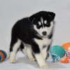 Foto №3. Schwarz-weißer Siberian Husky zu verkaufen. USA