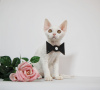 Foto №4. Ich werde verkaufen devon rex in der Stadt New York. züchter - preis - 1704€