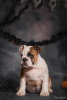 Foto №1. englische bulldogge - zum Verkauf in der Stadt Odessa | 473€ | Ankündigung № 52195