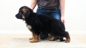 Zusätzliche Fotos: deutscher Schäferhund. bester Welpe mit einem Wurf