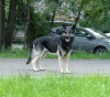 Foto №1. osteuropäischer schäferhund - zum Verkauf in der Stadt Москва | Frei | Ankündigung № 7885