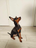 Foto №2 zu Ankündigung № 121604 zu verkaufen zwergpinscher - einkaufen Estland quotient 	ankündigung