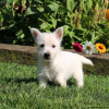 Foto №2 zu Ankündigung № 44770 zu verkaufen west highland white terrier - einkaufen Deutschland 