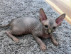 Foto №1. sphynx cat - zum Verkauf in der Stadt Lille | verhandelt | Ankündigung № 114679