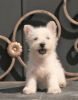 Zusätzliche Fotos: West Highland White Terrier Welpe weiblich