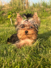 Foto №1. yorkshire terrier - zum Verkauf in der Stadt Daugavpils | 663€ | Ankündigung № 113894