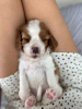 Foto №2 zu Ankündigung № 77226 zu verkaufen cavalier king charles spaniel - einkaufen Türkei quotient 	ankündigung