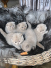 Zusätzliche Fotos: Hochwertige Scottish Fold Kätzchen