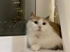 Zusätzliche Fotos: Dreifarbige Katze Vanilla sucht ein Zuhause und eine liebevolle Familie!