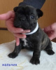 Foto №4. Ich werde verkaufen französische bulldogge in der Stadt Saarbrücken. quotient 	ankündigung - preis - 265€