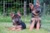 Foto №2 zu Ankündigung № 59047 zu verkaufen deutscher schäferhund - einkaufen Serbien züchter