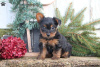 Foto №2 zu Ankündigung № 63831 zu verkaufen yorkshire terrier - einkaufen Deutschland 