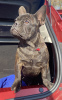 Foto №2 zu Ankündigung № 14144 zu verkaufen französische bulldogge - einkaufen Kasachstan quotient 	ankündigung