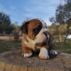 Foto №1. englische bulldogge - zum Verkauf in der Stadt Berlin | 450€ | Ankündigung № 99657