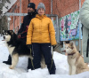 Foto №4. Ich werde verkaufen siberian husky in der Stadt Иваново. quotient 	ankündigung - preis - verhandelt