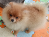 Foto №3. German Spitz-Pomeranian-puppies. Serbien