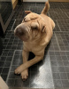 Foto №1. shar-pei - zum Verkauf in der Stadt Berlin | 350€ | Ankündigung № 116801