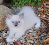 Foto №2 zu Ankündigung № 109688 zu verkaufen ragdoll-katze - einkaufen Deutschland züchter