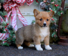 Foto №4. Ich werde verkaufen welsh corgi in der Stadt Lindos.  - preis - 540€