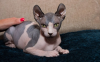 Foto №2 zu Ankündigung № 68997 zu verkaufen sphynx-katze - einkaufen Polen 