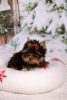 Foto №2 zu Ankündigung № 114085 zu verkaufen yorkshire terrier - einkaufen Lettland quotient 	ankündigung